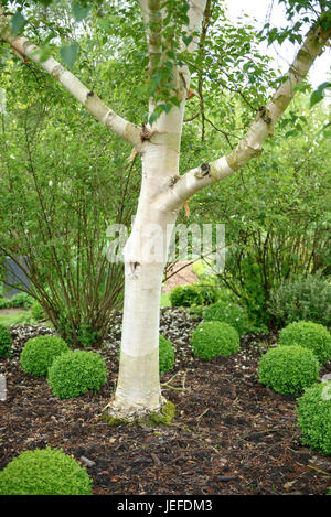 Golden birch, Betula ermanii Grayswood Hill , Gold-Birke (Betula ermanii 'Grayswood Hill') Stock Photo