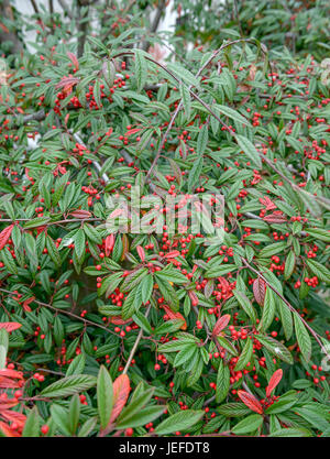 Midget medlar, Cotoneaster floccosus , Zwergmispel (Cotoneaster floccosus) Stock Photo