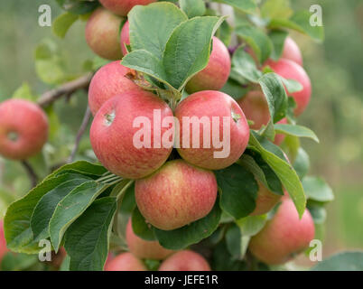 Apple, Malus domestica Alkmene , Apfel (Malus domestica 'Alkmene') Stock Photo