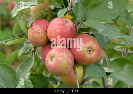 Apple, Malus domestica of red Boskoop - Wolf , Apfel (Malus domestica 'Roter Boskoop'   - Wolf) Stock Photo