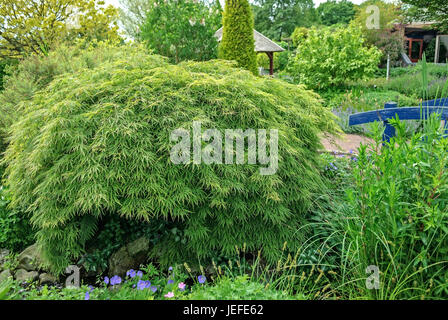 Slit maple, Acer palmatum Dissectum , Schlitz-Ahorn (Acer palmatum 'Dissectum') Stock Photo