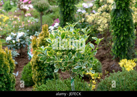 Japanese spindle shrub, Euonymus japonicus Albomarginatus , Japanischer Spindelstrauch (Euonymus japonicus 'Albomarginatus') Stock Photo