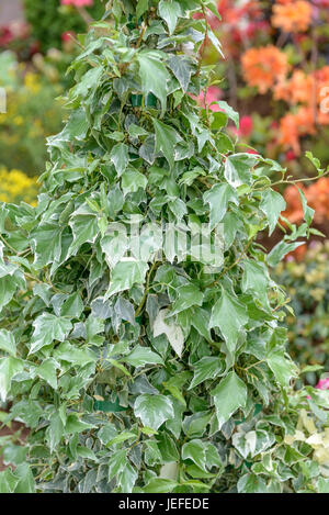 Ivy, Hedera helix Glacier , Efeu (Hedera helix 'Glacier') Stock Photo