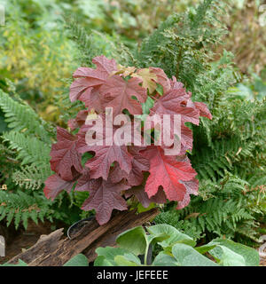 Oak leaf hydrangea, Hydrangea quercifolia of Ruby Slippers , Eichenblatt-Hortensie (Hydrangea quercifolia 'Ruby Slippers') Stock Photo