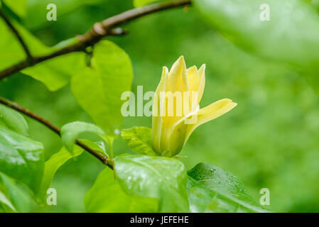 Magnolia, Magnolia brooklynensis Yellow Bird , Magnolia (Magnolia × brooklynensis 'Yellow Bird') Stock Photo
