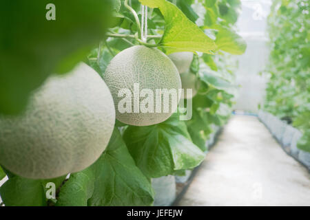 Young of Japanese melons or green melons and cantaloupe melon plants growing in greenhouse. Stock Photo