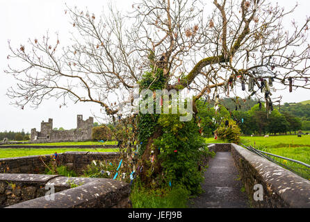 Tree with various faith offerings at 15th century Benedictine Fore Abbey ruin, situated to the north of Lough Lene in County Westmeath, I Stock Photo