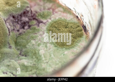 Macro shot of green bacteria growing on jam.  White background. Stock Photo