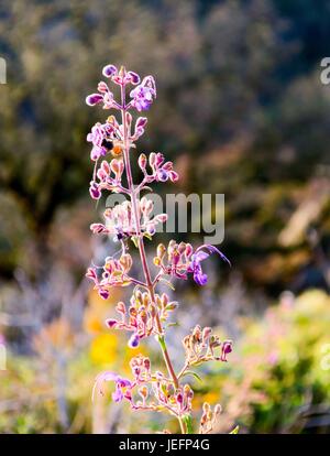 bee on violet-colored wildflowers at Santa Ysabel Memorial park Stock Photo