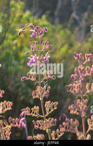 bee in flight near violet-colored wildflowers at Santa Ysabel Memorial park Stock Photo