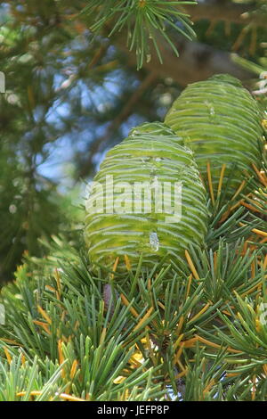 two pine cones nestled on a branch Stock Photo
