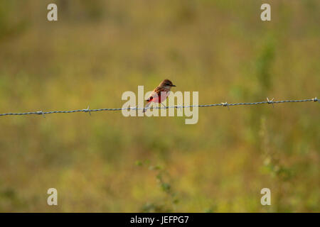 Vermilion flycatcher on a fence Stock Photo