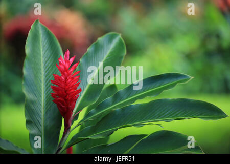 Red cone ginger, Hawaii Stock Photo