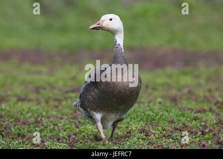 ‘Blue’ Lesser Snow Goose Anser caerulescens caerulescens. Blue colour phase. Dark-breasted form. Stock Photo