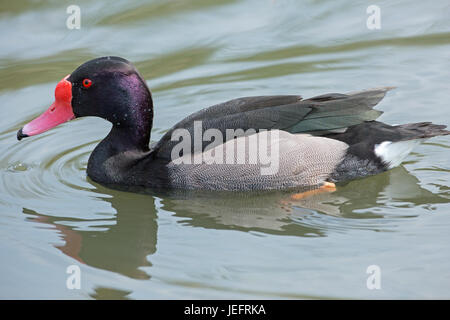 Rosybill. Netta peposaca. Male or drake. A South American pochard, and a diving duck. Stock Photo