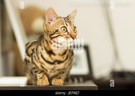 Bengal cat breed at the age of 5 months of lying on the bedside table Stock Photo