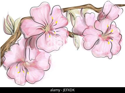 japan cherry blossom isolated on a white background Stock Vector