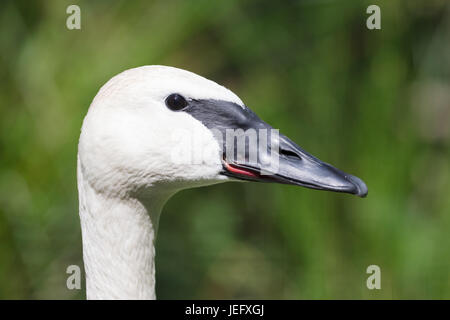 Closeup of a trumpeter swan (cygnet), selective focus Stock Photo