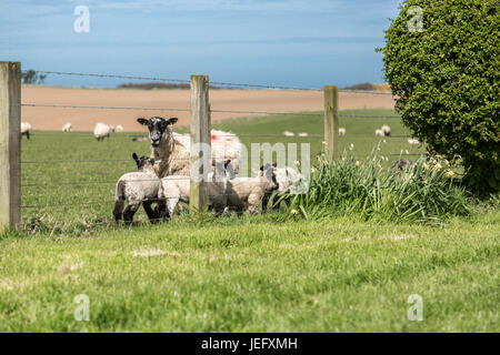 Lambs playing in field, Northumberland, England, UK, Europe. Stock Photo