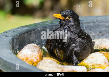 Blackbird (Turdus merula) sitting in a bird bath of water in Summer in West Sussex, England, UK. Stock Photo
