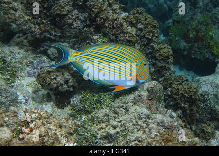 Colorful tropical fish lined surgeonfish Acanthurus lineatus, underwater in the lagoon of Bora Bora, Pacific ocean, French Polynesia Stock Photo