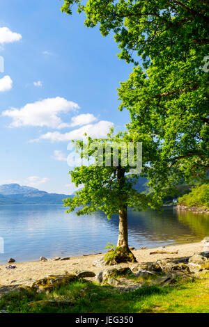 Loch Lomond at rowardennan, Summer in Scotland, UK Stock Photo