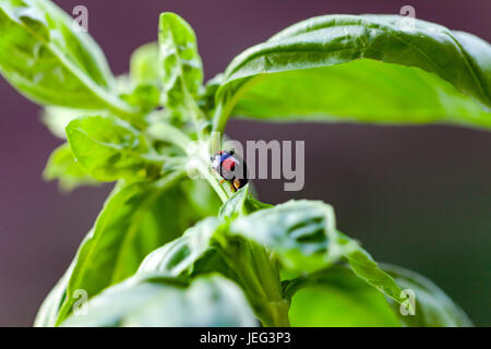 Black ladybug on basil herb Stock Photo