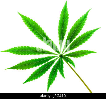 Marijuana nine tip cannabis leaf in color and isolated on white background. Fully illuminated this beautiful green marijuana leaf is pure beauty. Stock Photo
