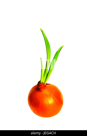 Onions with beautiful green sprouts on a white background. Isolated object. Stock Photo