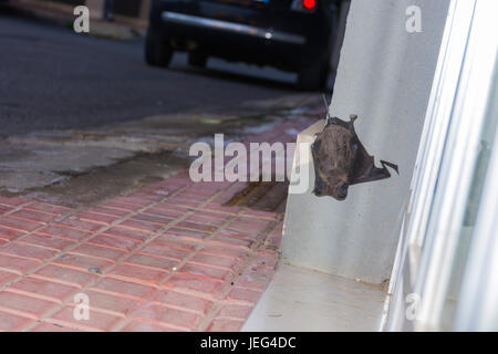 Abstract and conceptual sleeping, bat sleeping on the wall of a palace in the city. Insectivores, feeding on insects. Stock Photo