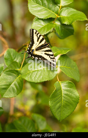 Vertical composition garden plant leaves Swallowtail Butterfly Stock Photo