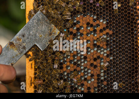 beekeeper with hive tool in the hand, shows labeled bee queen with hive tool Stock Photo