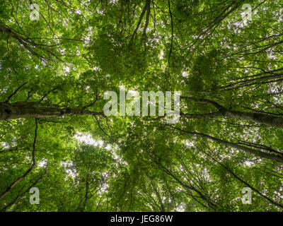 treetops with fresh green leaves  in the beechwood forest in springtime Stock Photo