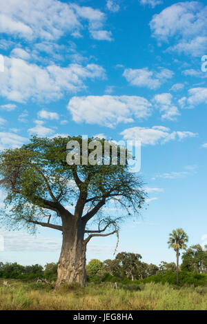 Beautiful iconic baobab tree(Adansonia digital) named after Michael Adanson - this one is in the Okavango Delta called Old Bob near Mombo camp Stock Photo