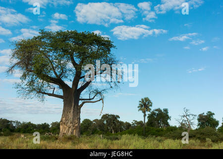 Beautiful iconic baobab tree(Adansonia digital) named after Michael Adanson - this one is in the Okavango Delta called Old Bob near Mombo camp Stock Photo