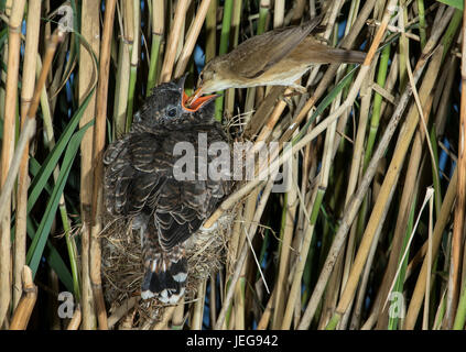 Cuckoo (Cuculus canorus), young cuckoo being fed by its Reed Warbler ...