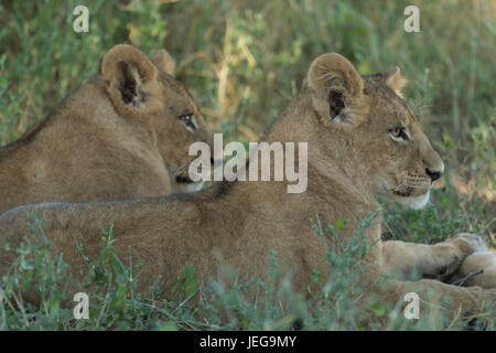 Two lionesses (Panthera leo) in the Okavango Delta Botswana Stock Photo