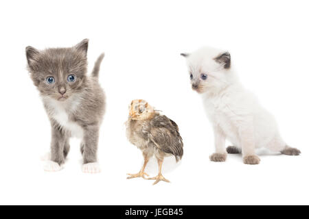 Kittens and chicken, isolated photo, Russia, Tambov, Summer (July) Stock Photo