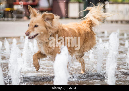 London, UK. 23rd June, 2017. UK Weather: Roxie the dog enjoys the Granary Square fountains near King’s Cross on a hot afternoon. © Guy Corbishley/Alamy Live News Stock Photo