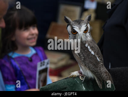 Praa Sands, Cornwall, UK. 25th June 2017. UK Weather. It was a sunny afternoon in south west Cornwall for a witches tea party funraising event at Pengersick Castle - originally renowned as being one of the most haunted locations in Europe. Seen here a white faced south african owl. Credit: Simon Maycock/Alamy Live News Stock Photo