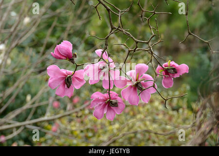 Magnolia, Magnolia sprengeri var. diva , Magnolie (Magnolia sprengeri var. diva) Stock Photo