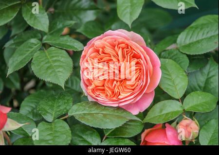 Noble rose, pink Chippendale , Edel-Rose (Rosa 'Chippendale') Stock Photo