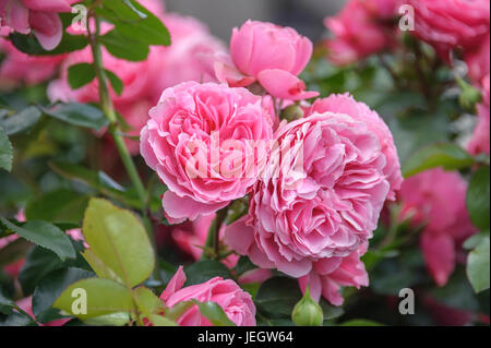 Patch rose, pink LEONARDO DA VINCI , Beet-Rose (Rosa LEONARDO DA VINCI) Stock Photo