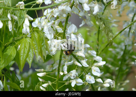 White glycines, Wisteria floribunda Shiro-noda , Weiße Glycine (Wisteria floribunda 'Shiro-noda') Stock Photo