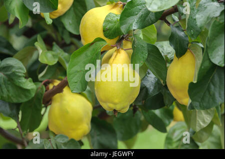 Pear quince, Cydonia oblonga Buchlovice , Birnen-Quitte (Cydonia oblonga 'Buchlovice') Stock Photo