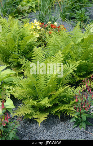 Real worm fern, Dryopteris filix-mas , Echter Wurmfarn (Dryopteris filix-mas) Stock Photo