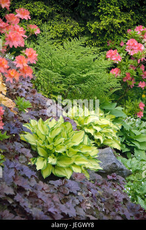 Golden sheet-Funkie, Hosta gold standard, magenta little bell, Heuchera Palace Purple, summer Green azalea, rhododendron molle , Goldblatt-Funkie (Hos Stock Photo