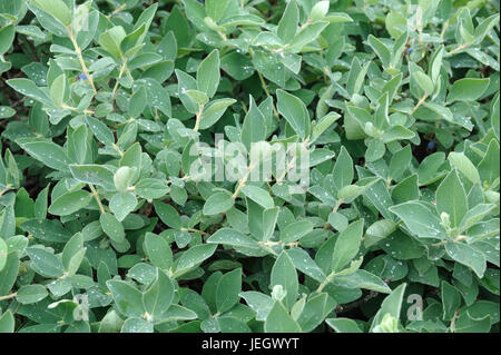 May berry, Lonicera caerulea var. kamtschatica , Maibeere (Lonicera caerulea var. kamtschatica) Stock Photo