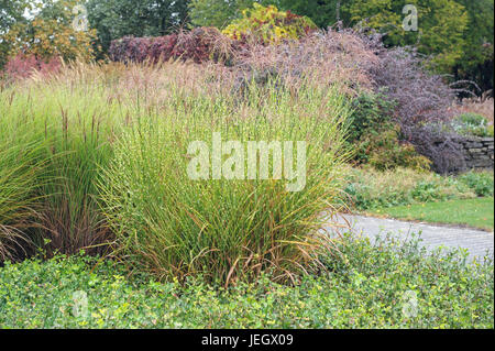 Grass garden, porcupine grass, Miscanthus sinensis Strictus, China reed, Miscanthus sinensis Gracillimus , Gr‰sergarten, Stachelschweingras  (Miscanth Stock Photo