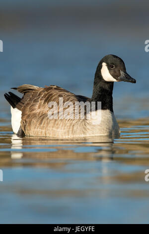 Canada Goose Branta Canadensis Gaense Gooses Stock Photo Alamy